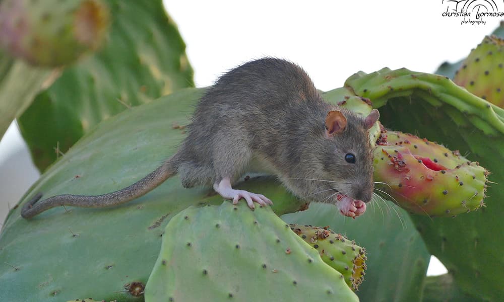Pets or pests?